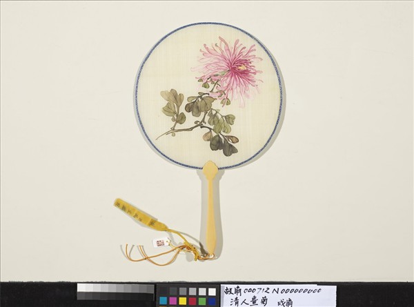 清人畫菊　成扇