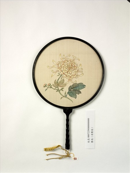 清人畫菊　成扇