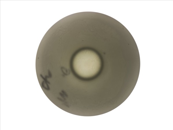 白瓷半脫胎雙龍紋碗