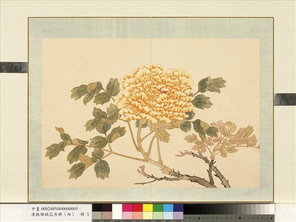 清錢維城花卉冊（四）　冊　畫牡丹之五