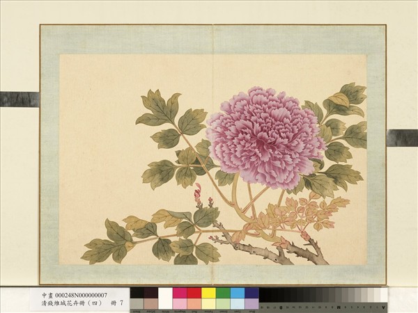 清錢維城花卉冊（四）　冊　畫牡丹之七