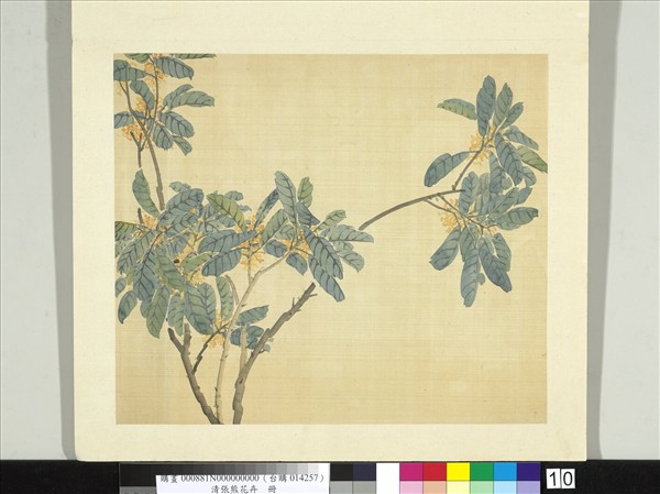 清張熊花卉冊　冊　桂花
