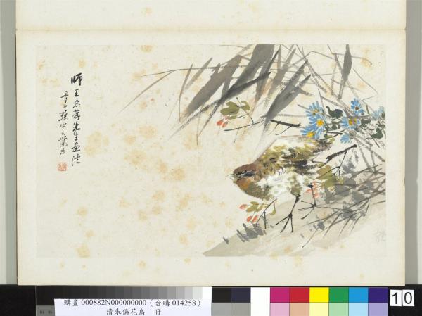清朱偁花鳥冊　冊　菊花山鷓