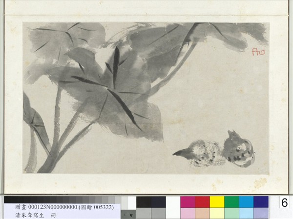 清朱耷寫生　冊　芋