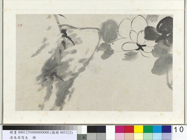 清朱耷寫生　冊　芙蓉