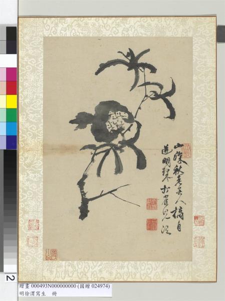 明徐渭寫生冊　冊　水墨直幅畫石榴