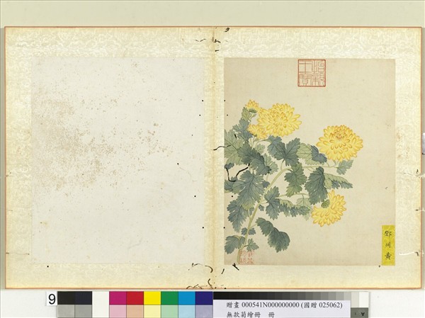 無款菊繪冊　冊　鄧州黃