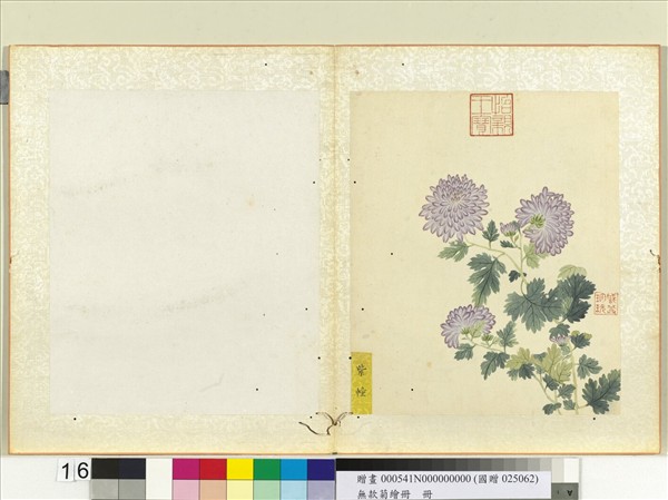 無款菊繪冊　冊　紫幢