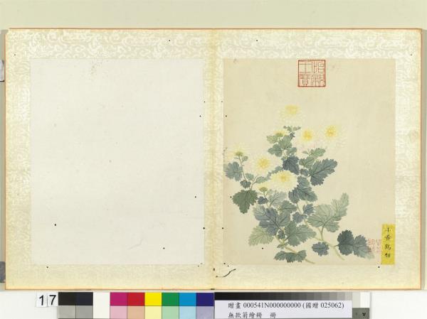 無款菊繪冊　冊　小黃鶴翎