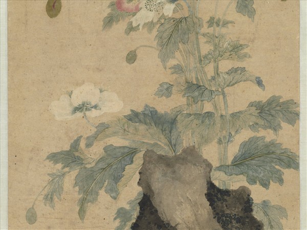 清顧瑛畫罌粟　軸