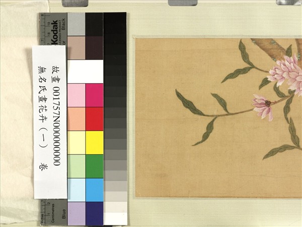 無名氏畫花卉（一）　卷