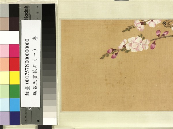 無名氏畫花卉（二）　卷