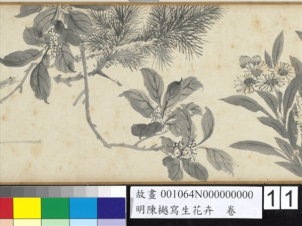 明陳樾寫生花卉　卷　後幅