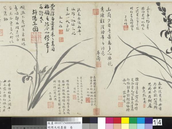 明周天球墨蘭　卷