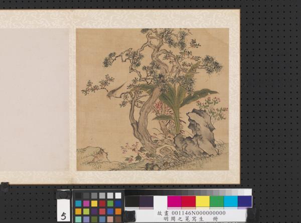 明周之冕寫生　冊　柏樹芭蕉