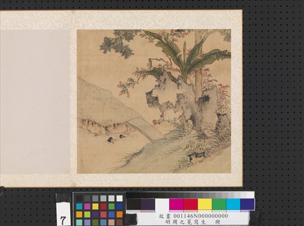 明周之冕寫生　冊　芭蕉湖石
