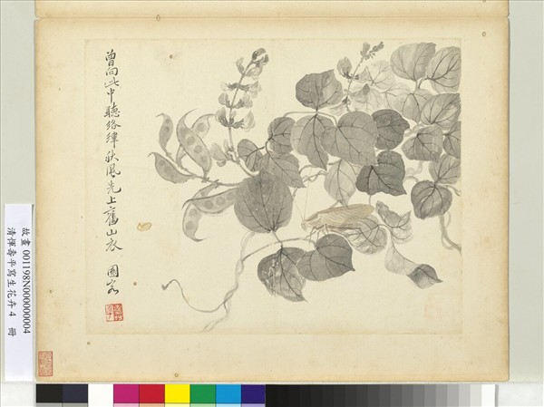 清惲壽平寫生花卉　冊　促織夾荳