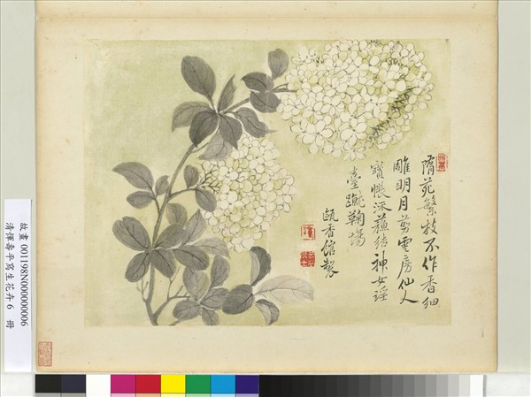 清惲壽平寫生花卉　冊　繡球花