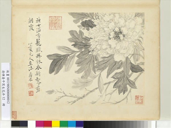 清惲壽平寫生花卉　冊　牡丹