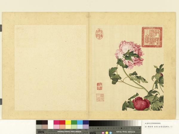 清郎世寧畫仙萼長春　冊　牡丹