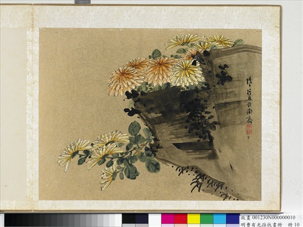明曹有光孫杕畫冊　冊　秋菊圖