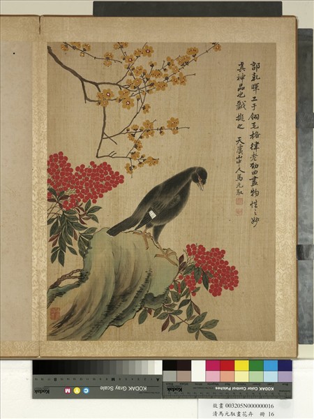 清馬元馭畫花卉　冊　蠟梅八哥