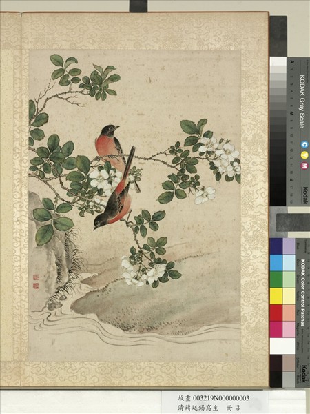 清蔣廷錫寫生　冊　野薔薇