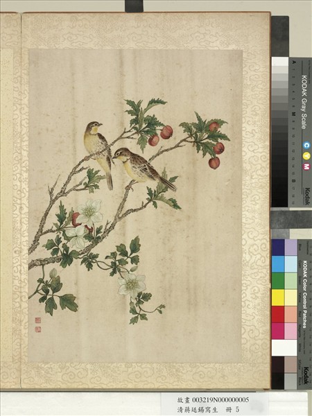 清蔣廷錫寫生　冊　鐵線蓮山樝