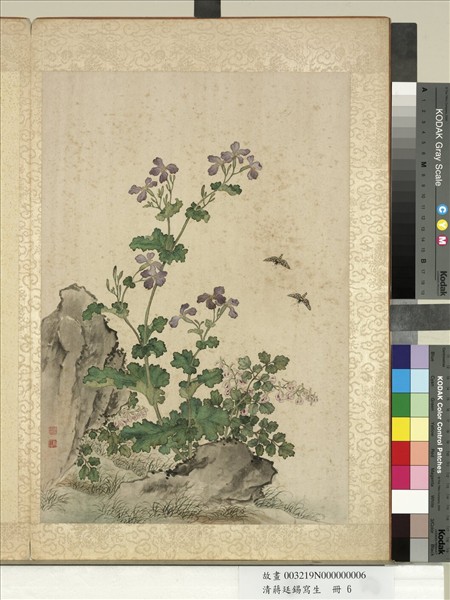 清蔣廷錫寫生　冊　菜花