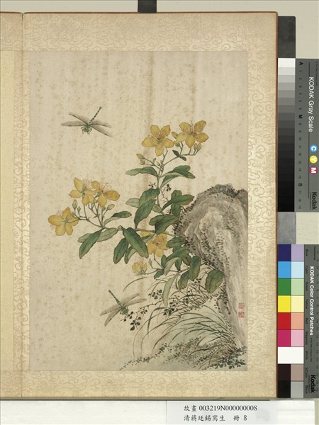 清蔣廷錫寫生　冊　金絲桃