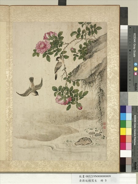 清蔣廷錫寫生　冊　薔薇