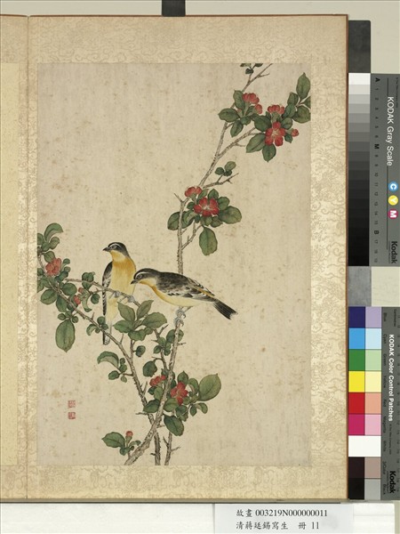 清蔣廷錫寫生　冊　貼梗海棠