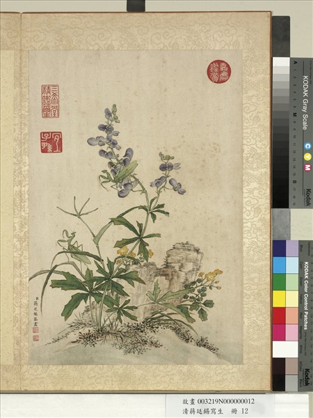 清蔣廷錫寫生　冊　僧鞋菊