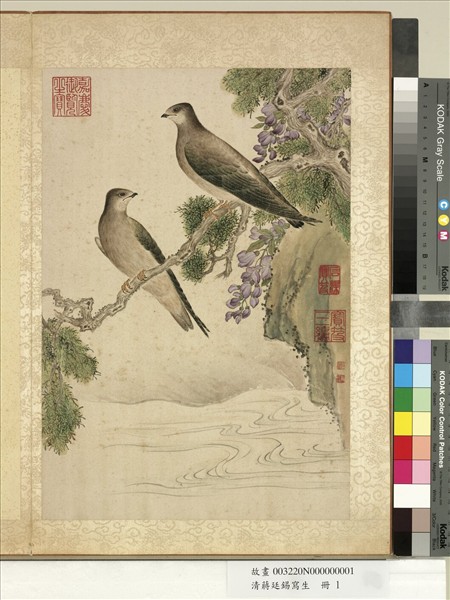 清蔣廷錫寫生　冊　柏樹藤花