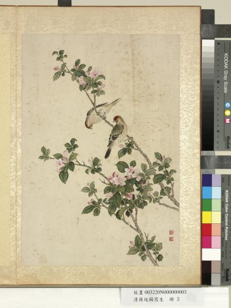 清蔣廷錫寫生　冊　山躑躅