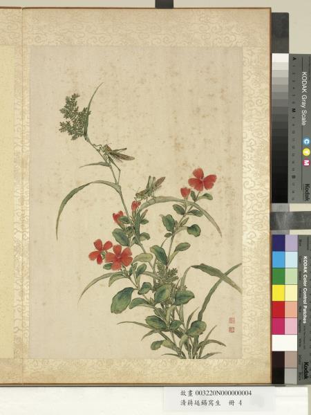 清蔣廷錫寫生　冊　剪秋羅