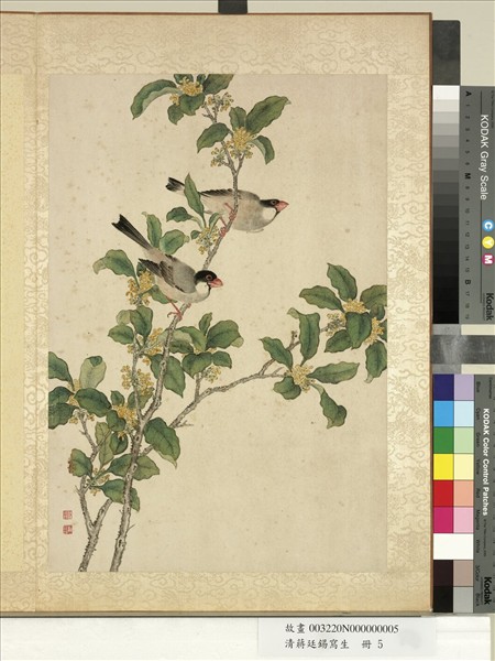 清蔣廷錫寫生　冊　木樨