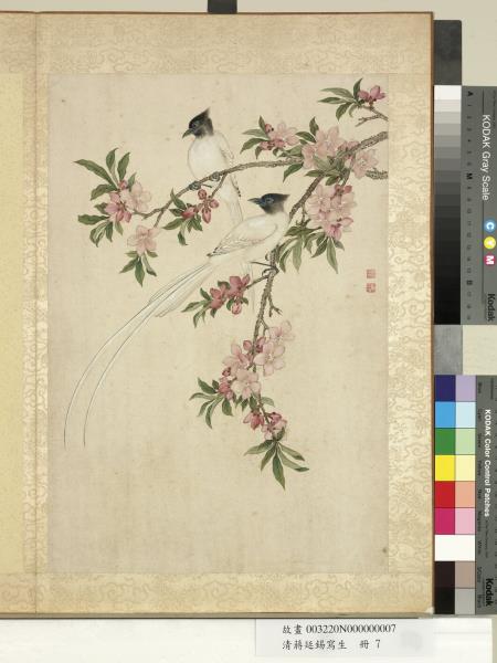 清蔣廷錫寫生　冊　桃花