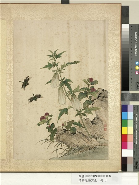 清蔣廷錫寫生　冊　葵花千日紅