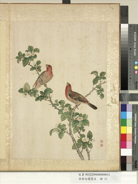 清蔣廷錫寫生　冊　茶花