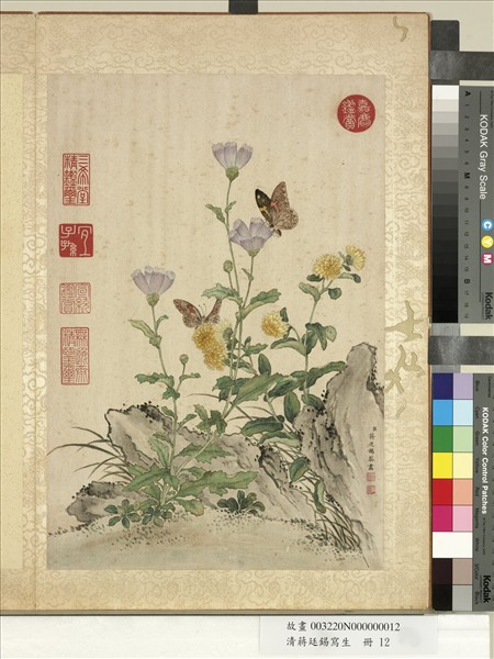 清蔣廷錫寫生　冊　野菊剪毧花