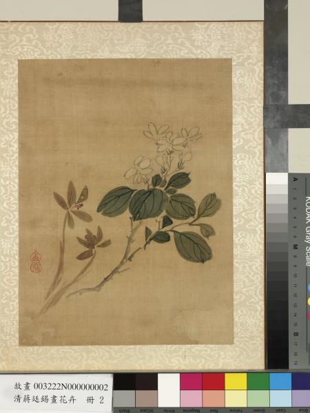 清蔣廷錫畫花卉　冊　蘭花梔子花