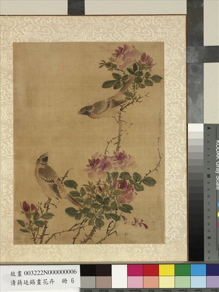 清蔣廷錫畫花卉　冊　玫瑰雙禽