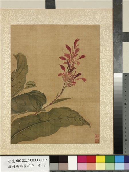 清蔣廷錫畫花卉　冊　美人蕉