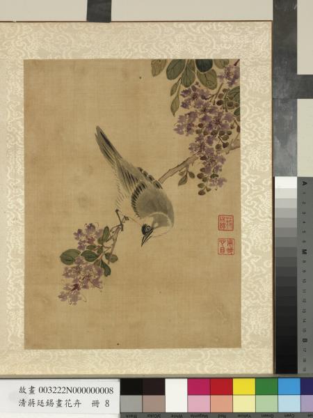 清蔣廷錫畫花卉　冊　紫薇白頭