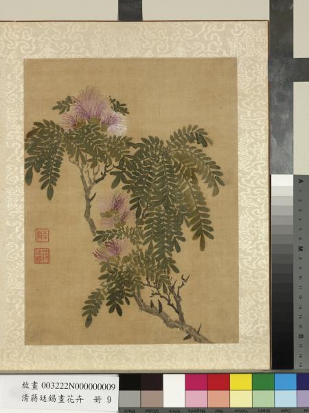 清蔣廷錫畫花卉　冊　合歡（粉撲花）