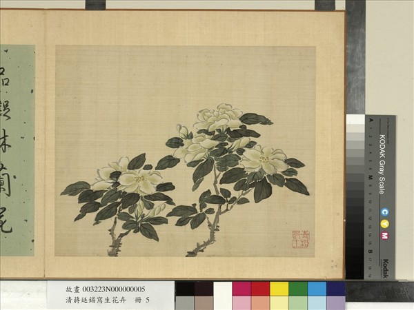 清蔣廷錫寫生花卉　冊　梔子