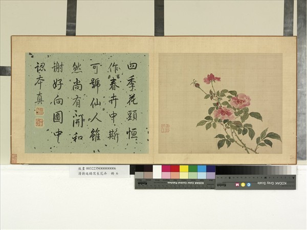 清蔣廷錫寫生花卉　冊　月季