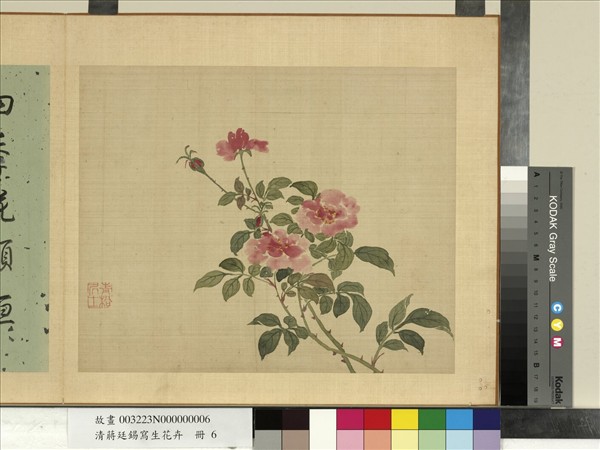 清蔣廷錫寫生花卉　冊　月季