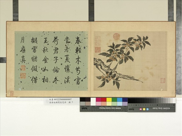 清蔣廷錫寫生花卉　冊　桂花